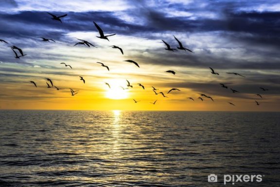 dramatic dark cloudy sunset over the ocean with flying seagulls