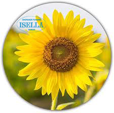 GIRASOLE VARESE NEWS CON LOGO