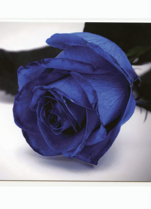 rosa blu