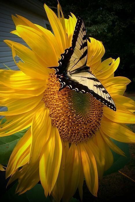 GIRASOLE