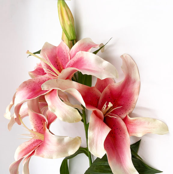 img_1050747_121528lilium-arti-e42571e6f3881778ca40d71d3afdd02a