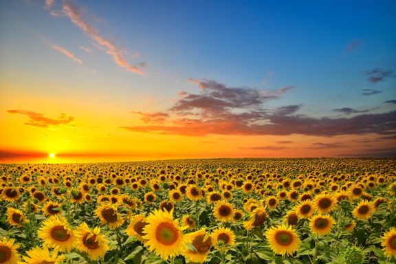 Girasoli