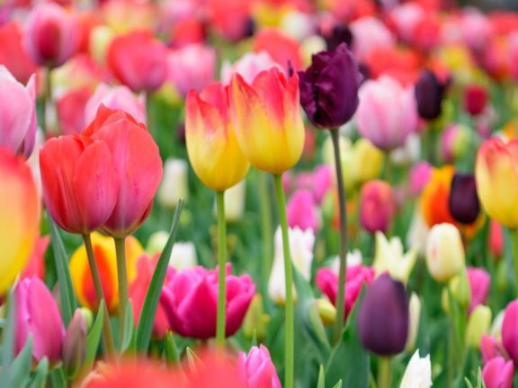 Tulipani