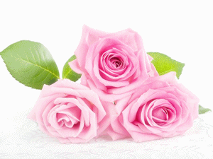 bouquet-3-rose-rosa