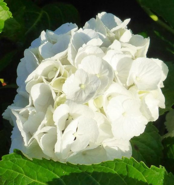 Ortensia bianca