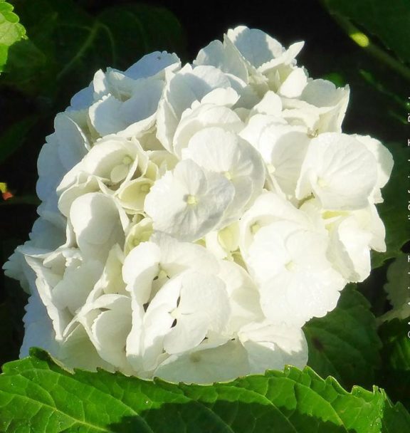 Ortensia bianca