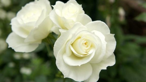 rosa-bianca_NG1