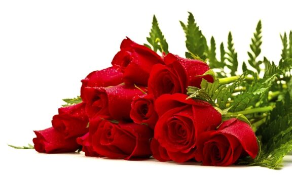 fiori rose