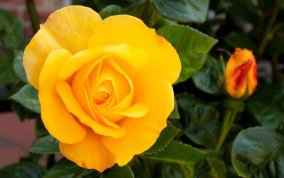 rosa-gialla_pixabay