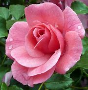 rosa 1