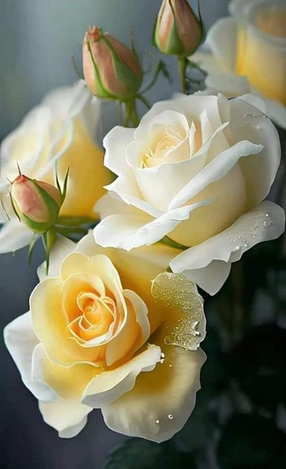 fiori rose