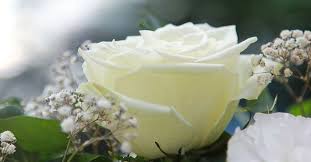 rosa bianca