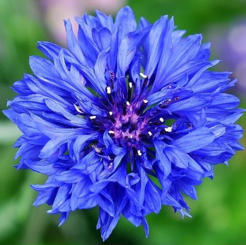 fiordaliso-blue-boy-e1579517731860-1