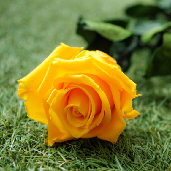 Rosa baccara gialla