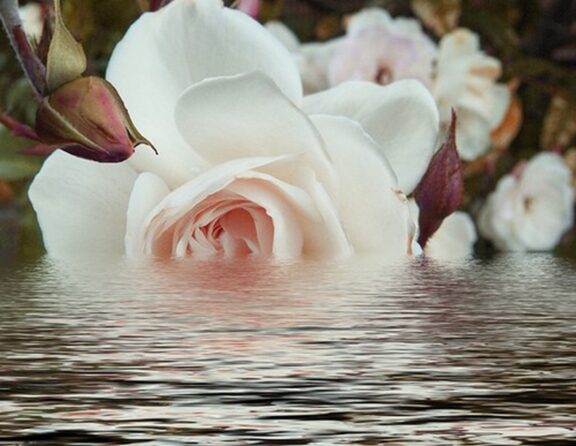 rose on water