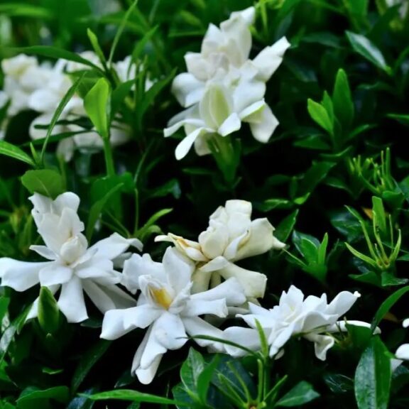 Gardenia