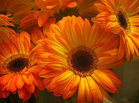 Gerbera arancio