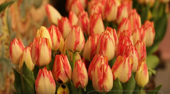 WhatsApp Image 2026-02-28 at 18.09.45