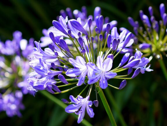 agapanthus