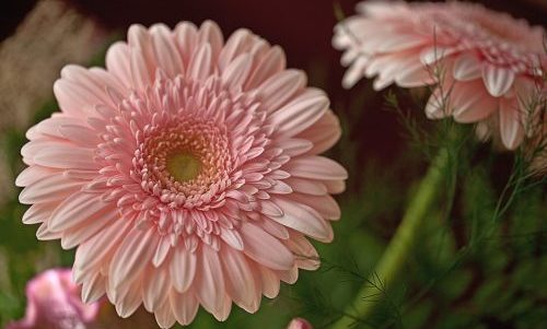 Gerbera rosa