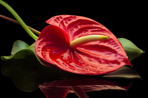 Anturium Rosso
