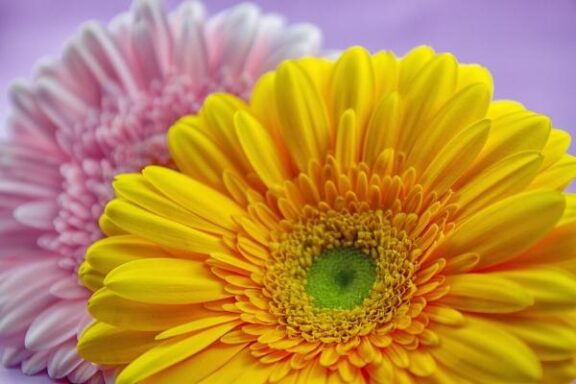 Gerbera gialla-rosa