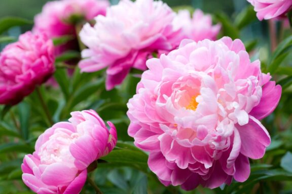 Peonia