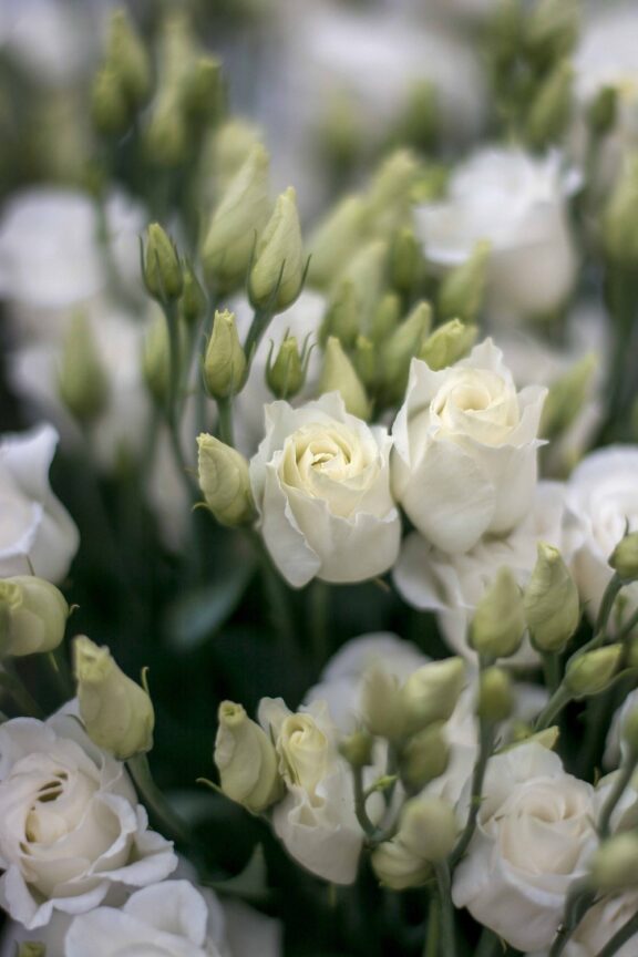 lisianthus