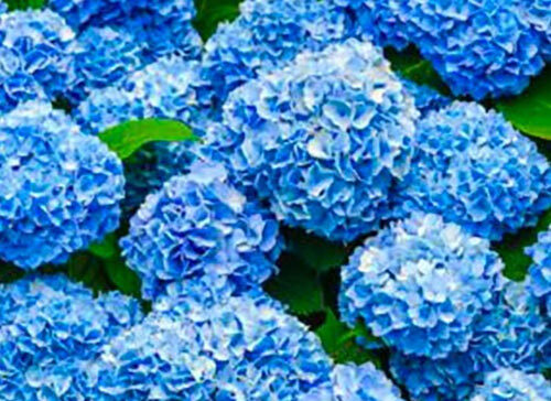 ortensia-a-fiore-blu-hydrangea