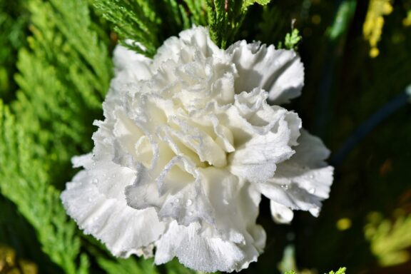 Garofano bianco