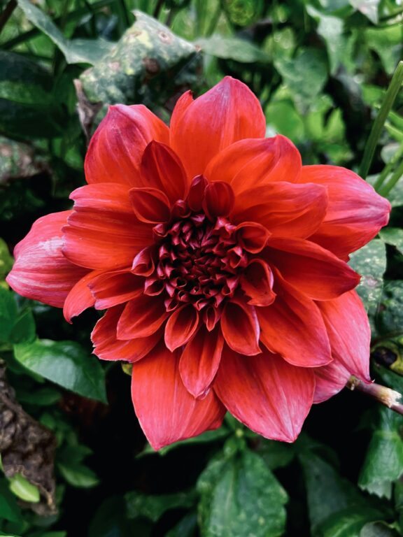fiore