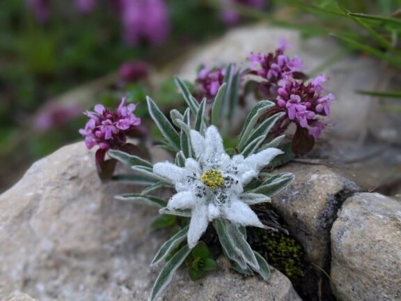 stella Alpina