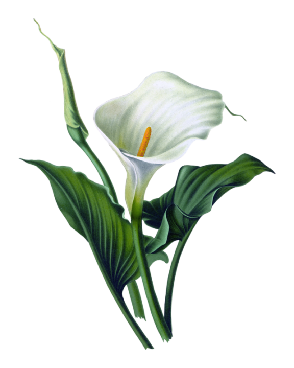 CALLA